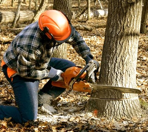 Tree Removal in Roscoe, TX